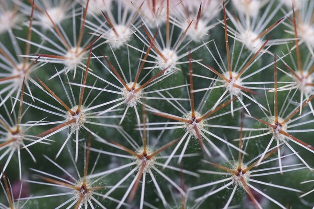 Primer plano de un cactus con agujas durante el día