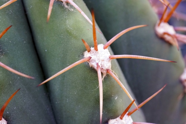 Primer plano de un cactus con agujas durante el día