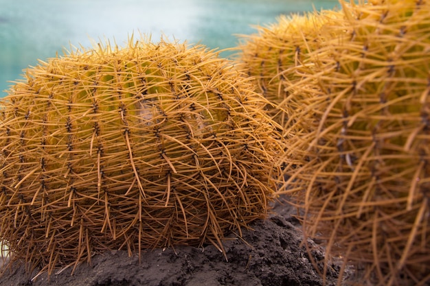 Primer plano de unos cactus de forma redonda con sus espinas que sobresalen capturados en un día soleado