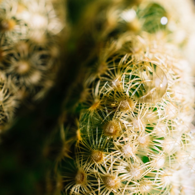 Primer plano de cactus con gota de agua