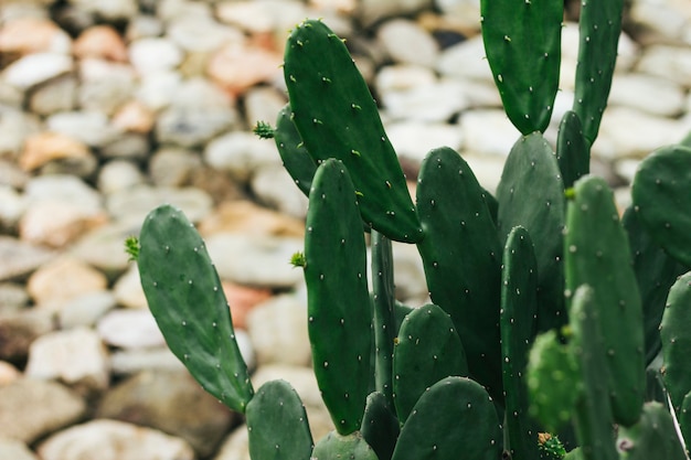 Foto gratuita primer plano de cactus de higo de berbería