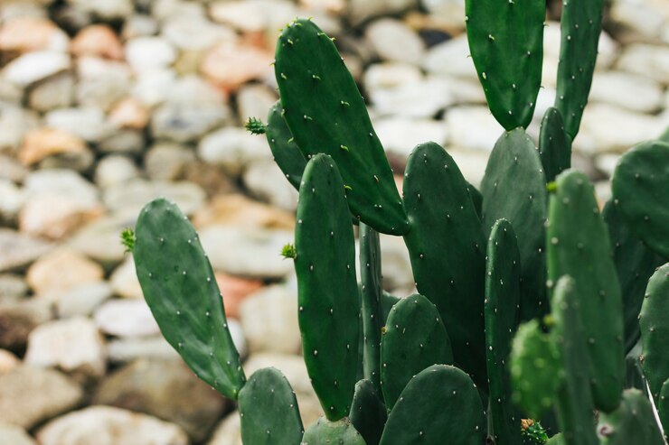 Un primer plano del cactus de la higuera bárbara