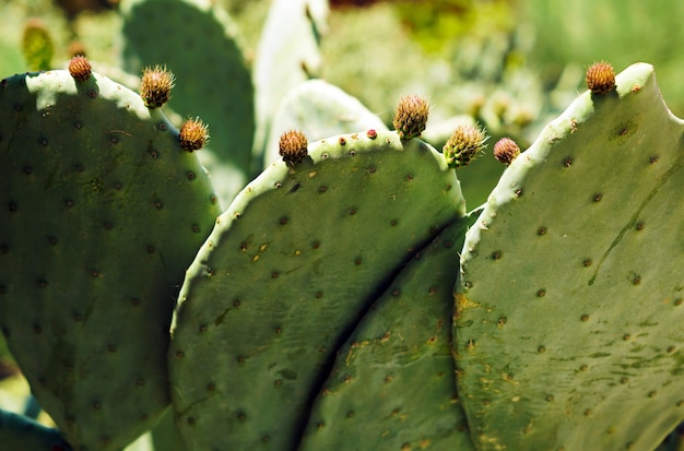 Primer plano de cactus bajo la luz del sol