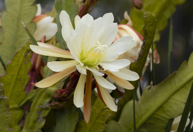 Primer plano de un cactus orquídea blanca con sus hojas