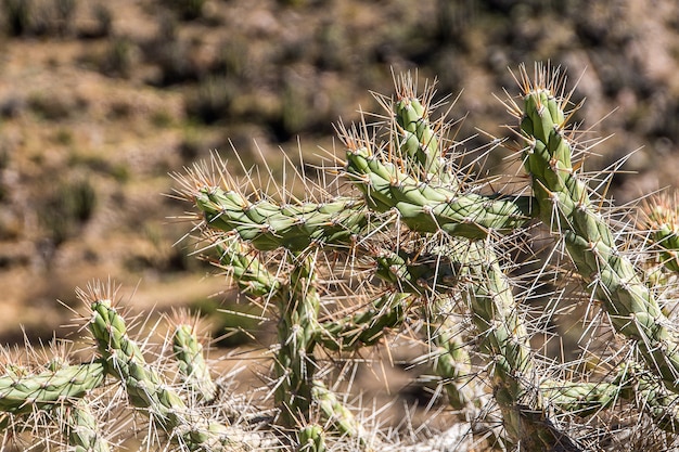 Primer plano de un cactus con picos y fondo borroso