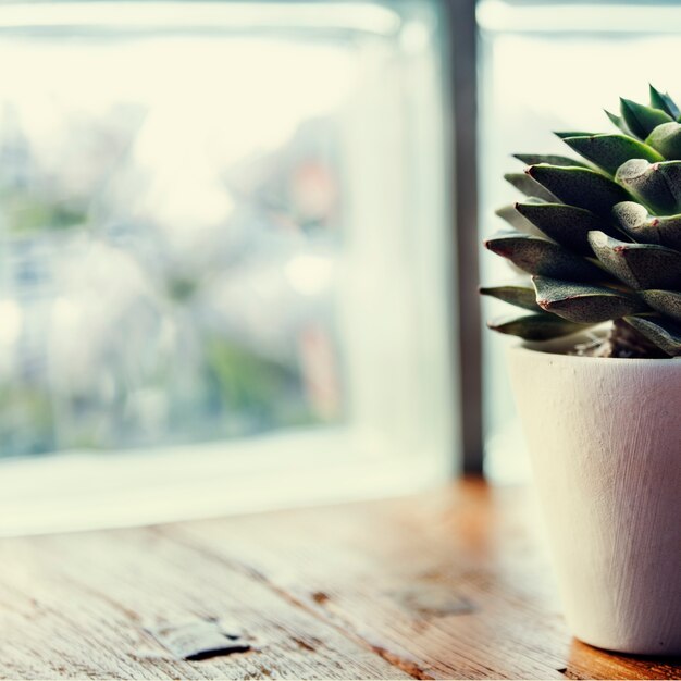 Primer plano de cactus suculentos en maceta blanca en la mesa de madera junto a la ventana