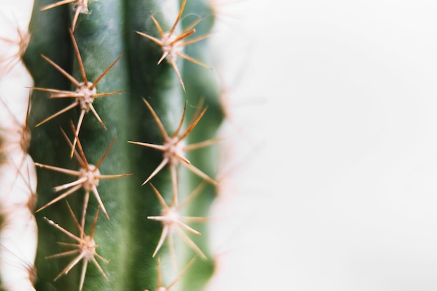 Primer plano de cactus verde con espinas