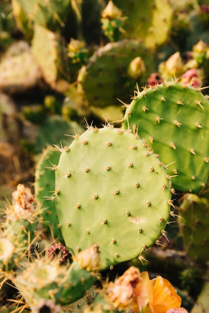 Primer plano de cactus verde con espinas