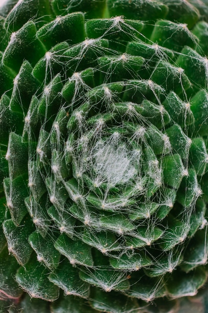 Foto gratuita primer plano de cactus verde