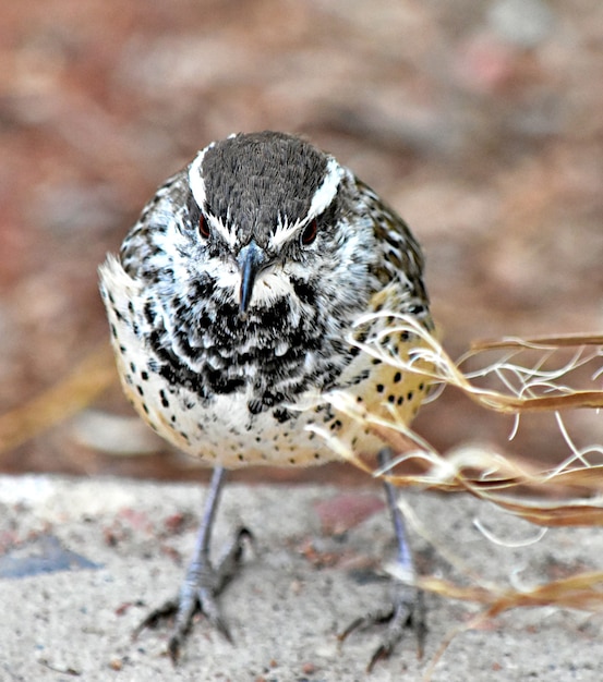 Foto gratuita un primer plano de un cactus wren encaramado sobre la superficie de la piedra