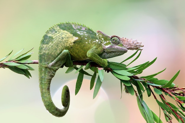 Foto gratuita primer plano de camaleón fischer en árbol