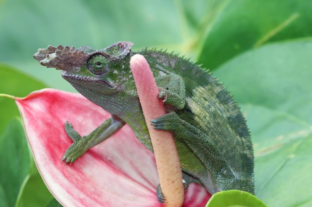 Primer plano de camaleón fischer en flor roja