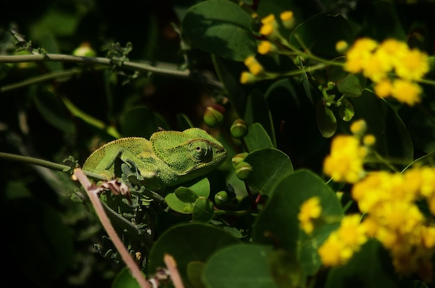 Primer plano de camaleón mediterráneo entre hojas de plantas de alcaparras