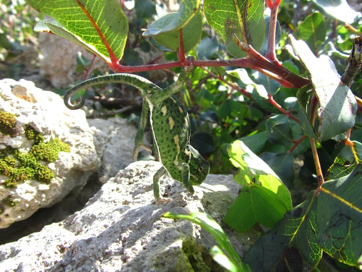 Foto gratuito primer plano de un camaleón verde del mediterráneo en malta