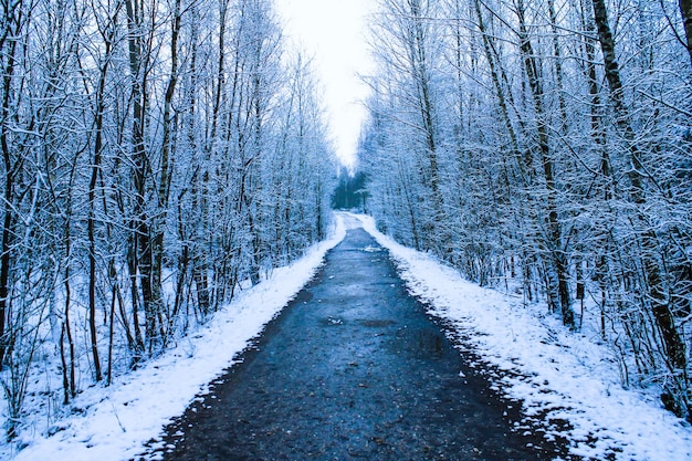 Primer plano de un camino en un bosque nevado de invierno
