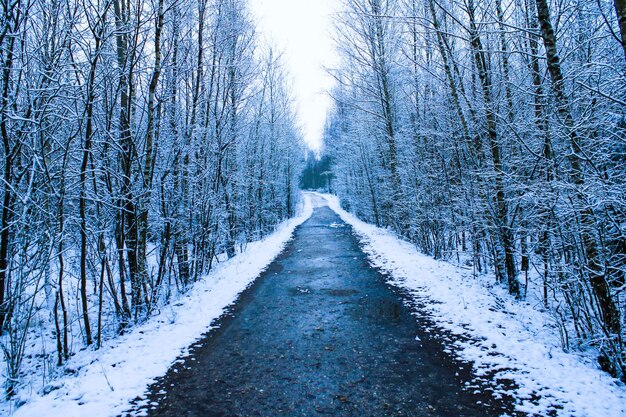 Primer plano de un camino en un bosque nevado de invierno