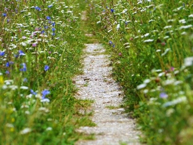 Primer plano de un camino rural rodeado de mágicas flores silvestres