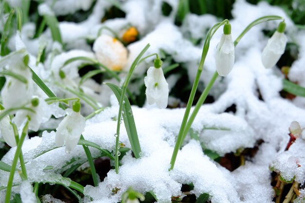 Primer plano de campanillas cubiertas de nieve bajo la luz del sol