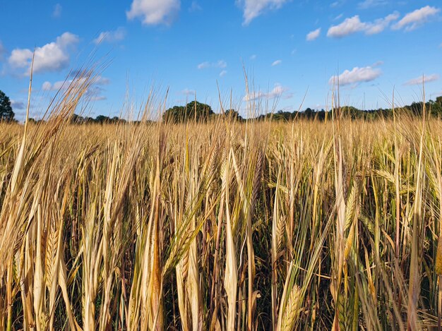 Primer plano de campo de centeno