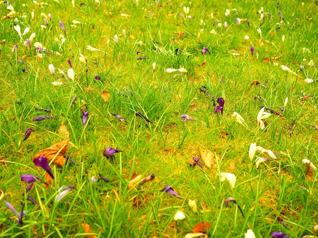 Primer plano de un campo de flores y césped durante el día