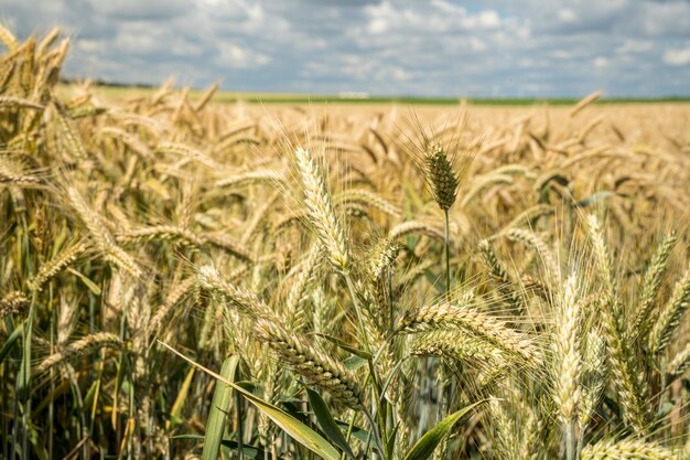 Primer plano del campo de grano de cebada durante el día