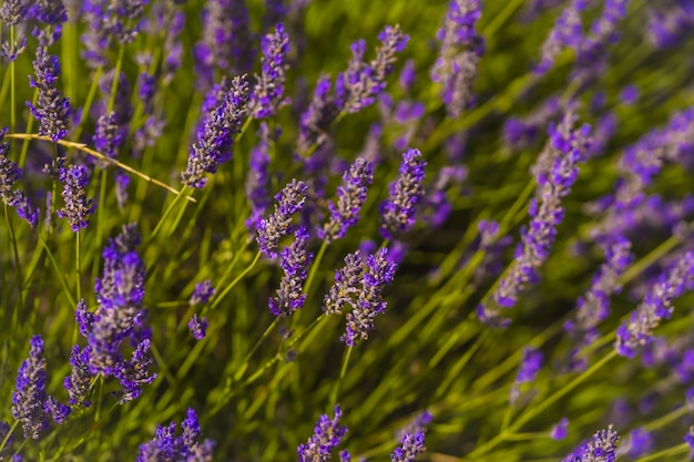 Primer plano de un campo de lavanda