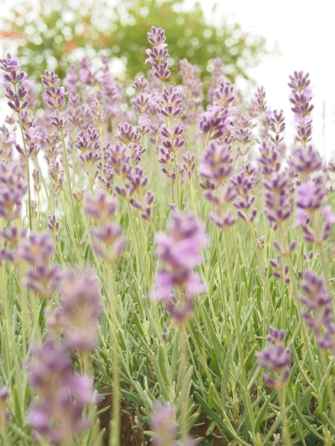 Primer plano del campo de plantas de lavanda