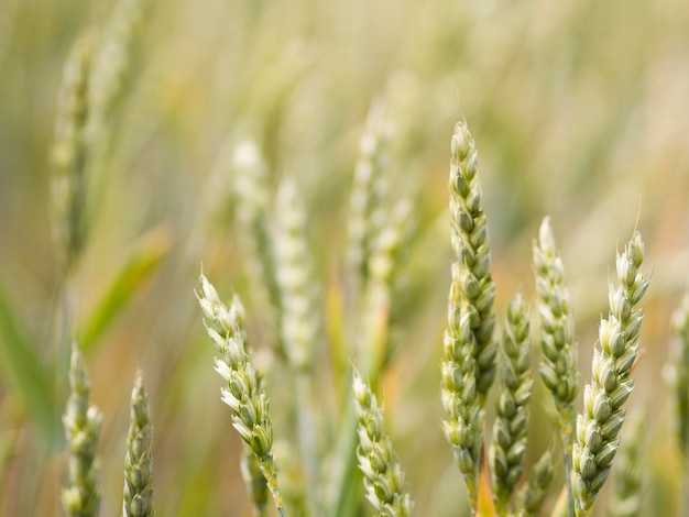 Primer plano de campo de trigo desenfocado