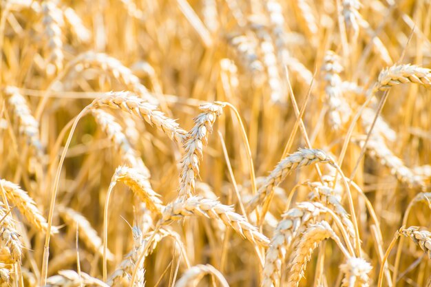 Primer plano de un campo de trigo dorado en La Rioja, España