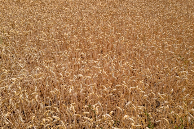 Foto gratuita primer plano de un campo de trigo bajo la luz del sol en essex, reino unido