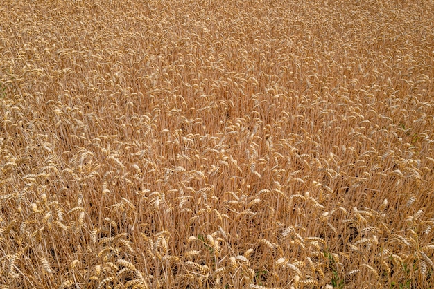 Primer plano de un campo de trigo bajo la luz del sol en Essex, Reino Unido