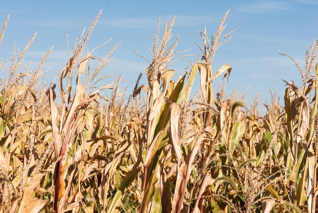 Primer plano de campo de trigo