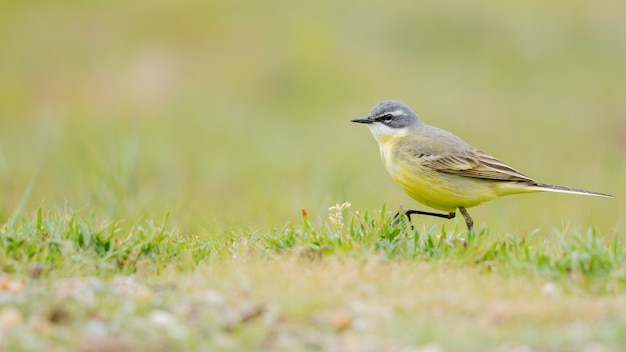 Primer plano de un canario doméstico amarillo sobre un campo verde