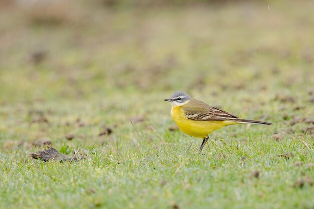 Primer plano de un canario doméstico amarillo sobre un campo verde