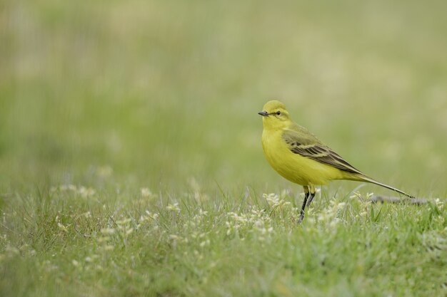 Primer plano de un canario doméstico amarillo sobre un campo verde