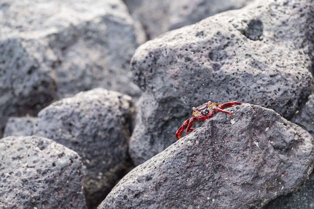 Primer plano de un cangrejo de roca roja sobre una formación rocosa en las Islas Galápagos, Ecuador