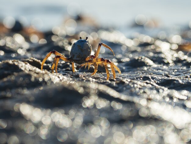 Primer plano de un cangrejo soldado azul claro en la playa