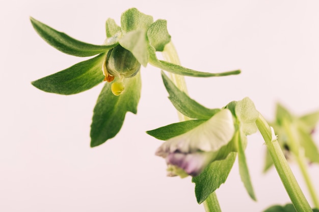 Primer plano de un capullo de flores