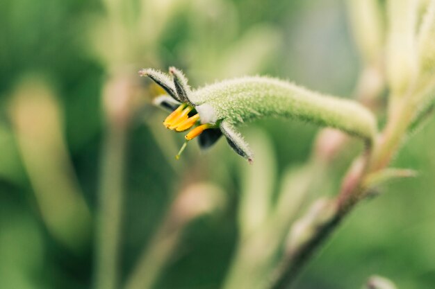 Primer plano de un capullo de flores