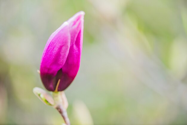 Primer plano de capullo morado