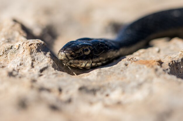 Primer plano de la cara de un adulto Black Western Whip Snake, Hierophis viridiflavus, en Malta