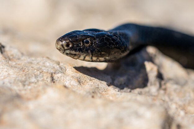 Primer plano de la cara de un adulto Black Western Whip Snake, Hierophis viridiflavus, en Malta