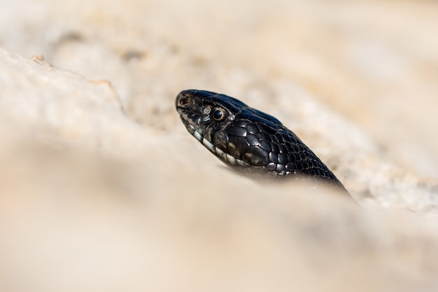 Primer plano de la cara de un adulto Black Western Whip Snake, Hierophis viridiflavus, en Malta