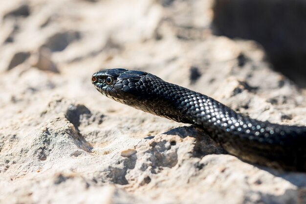 Primer plano de la cara de un adulto Black Western Whip Snake