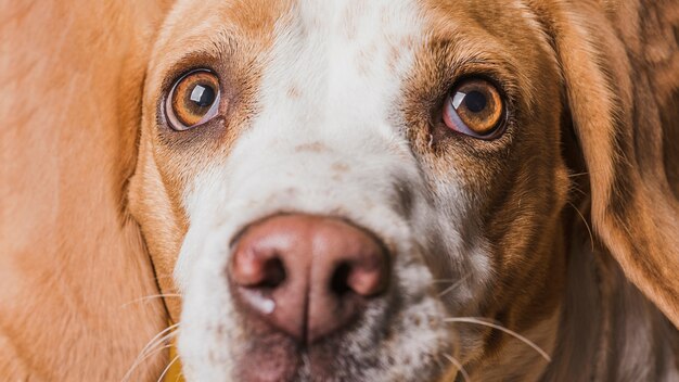 Primer plano cara graciosa de perro hermoso