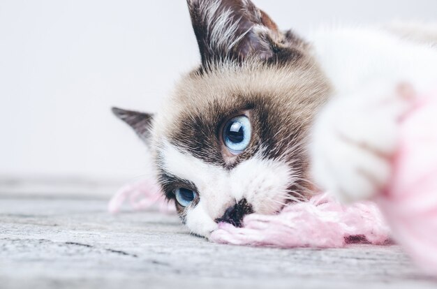 Primer plano de la cara marrón y blanca de un lindo gato de ojos azules acostado sobre hilos de lana