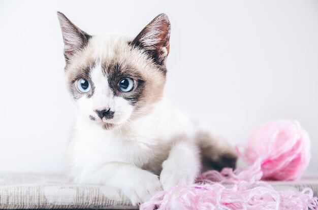 Primer plano de la cara marrón y blanca de un lindo gato de ojos azules