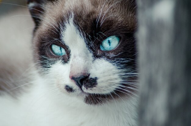 Primer plano de la cara marrón y blanca de un lindo gato de ojos azules