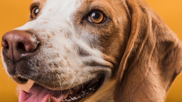 Primer plano cara de perrito feliz