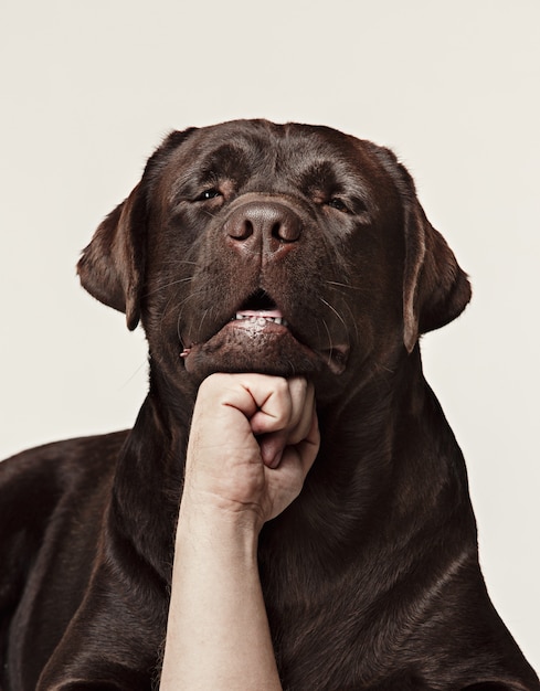 Foto gratuita primer plano cara de perro triste